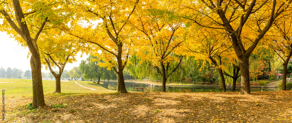 Beautiful yellow ginkgo tree in autumn garden Beautiful yellow ginkgo tree in autumn garden
