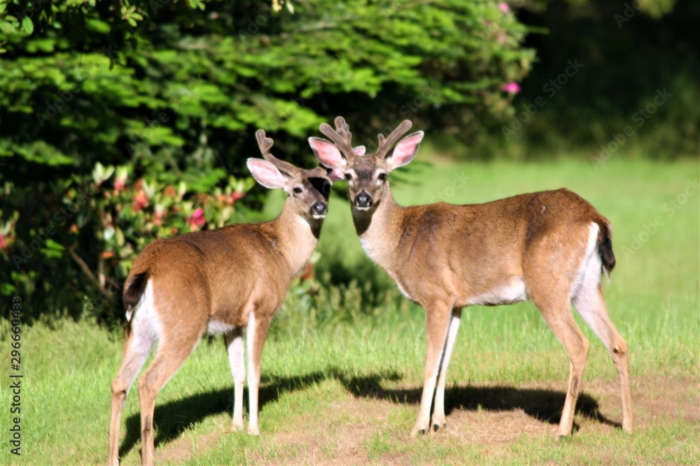 Two bucks with velvet horns standing in the yard.