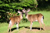 Two bucks with velvet horns standing in the yard.