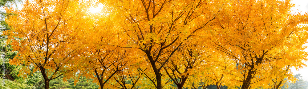 Beautiful yellow ginkgo tree in autumn garden