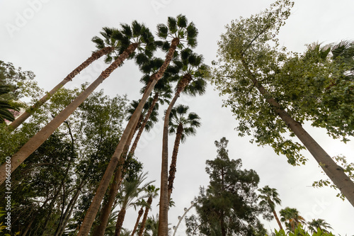 Tall trees, palms and others against the sky. Golden Gate park, California.