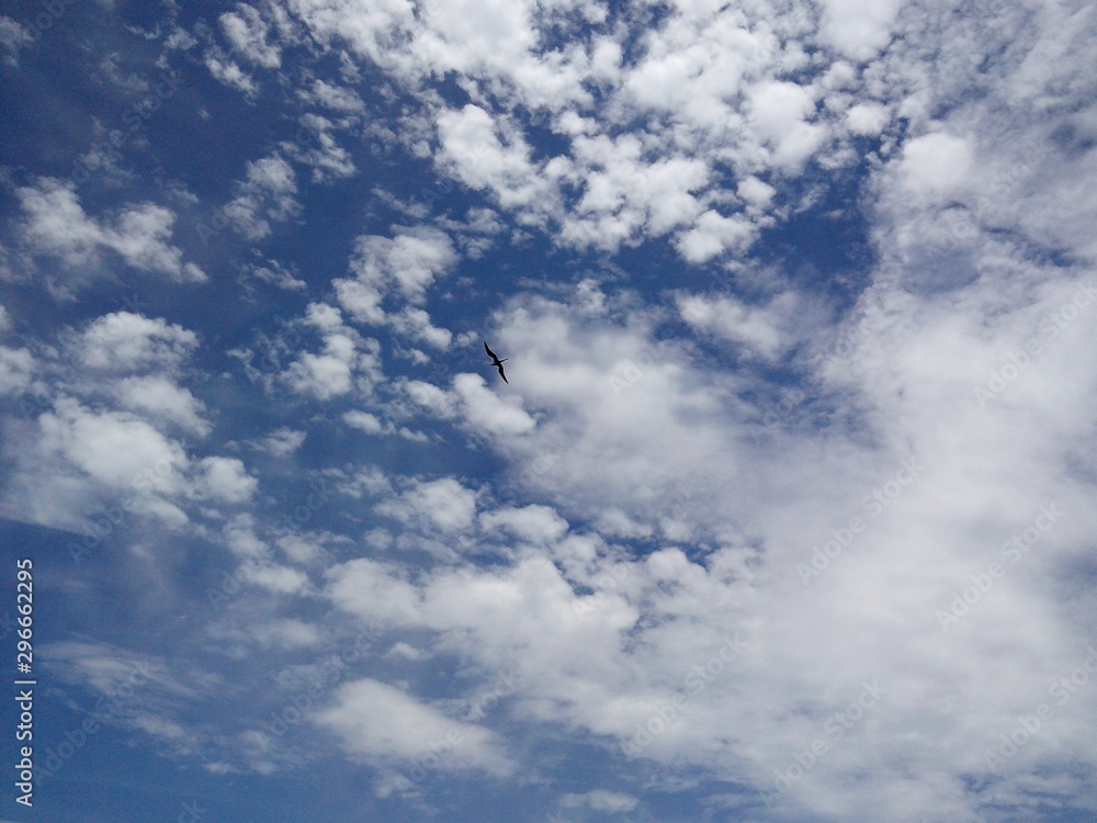 Fototapeta premium Seagull in the sky