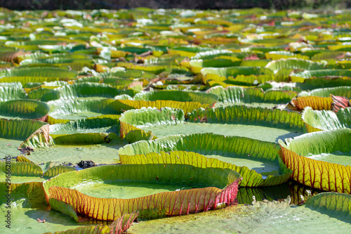 Huge floating lotus, Giant Amazon water lily, Victoria amazonia