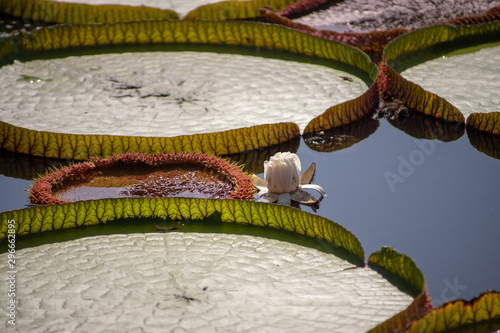 Flower of the Victoria Amazonica, or Victoria Regia, the largest aquatic plant in the world in the Amazon Rainforest in Thailand