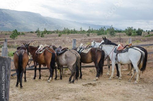 Horses line of a riding tour, waiting © Carolina Jaramillo