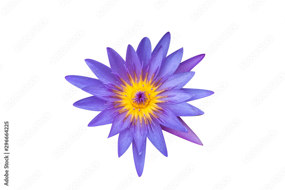The closed up of top view of lotus with the background with clipping path. 