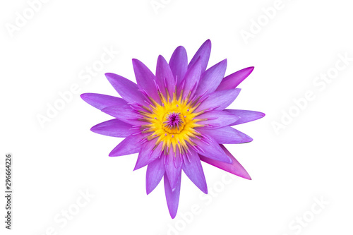 The closed up of top view of lotus with the background with clipping path. 