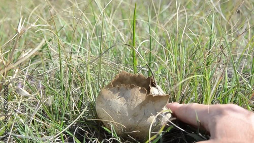 Man is touching mushroom with his hands in a meadow at autumn. Puffing smoke cloud and brown Spores coming out of puffball fungus in grassland. White giant puffball mushroom on field in nature.  