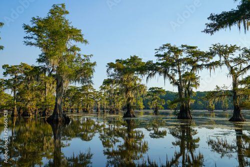 Bald cypress trees with reflection at Caddo Lake near Uncertain, Texas