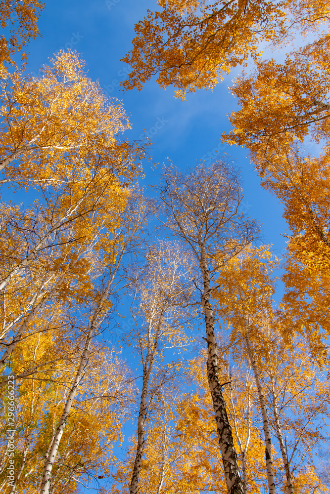 Landscape autumn birch forest, yellow leaves on the trees, blue sky on a sunny day. Landscape autumn birch forest, yellow leaves on the trees, blue sky on a sunny day.
