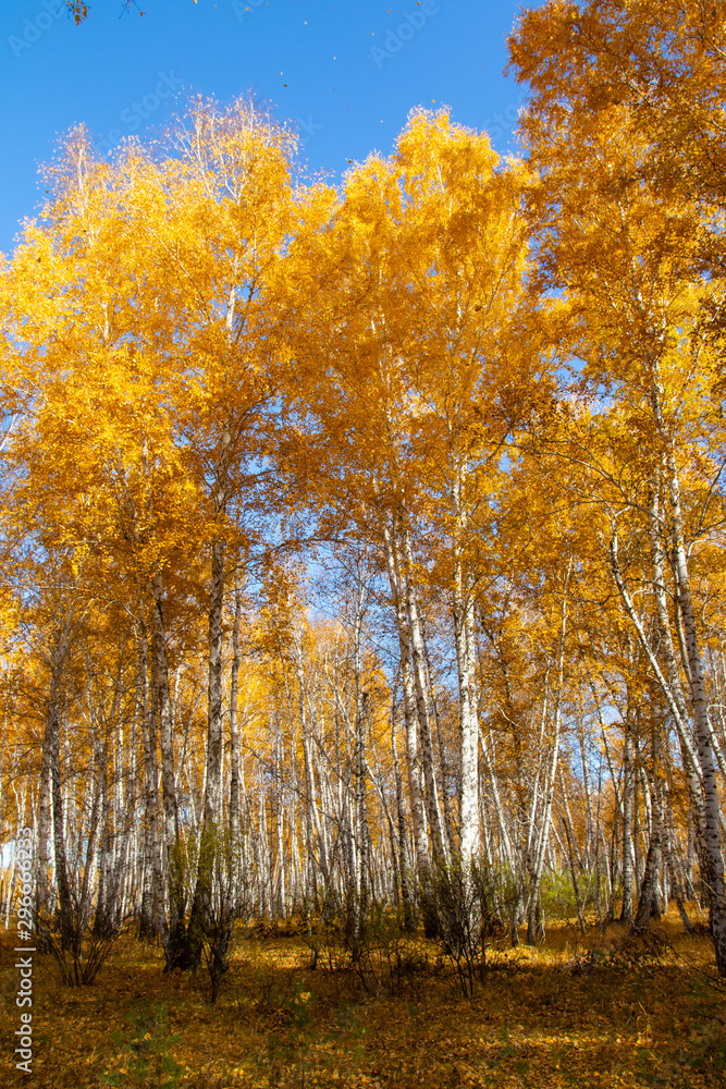 Landscape autumn birch forest, yellow leaves on the trees, blue sky on a sunny day.