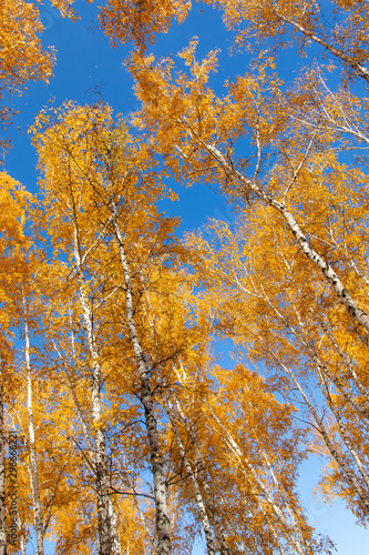 Landscape autumn birch forest, yellow leaves on the trees, blue sky on a sunny day.