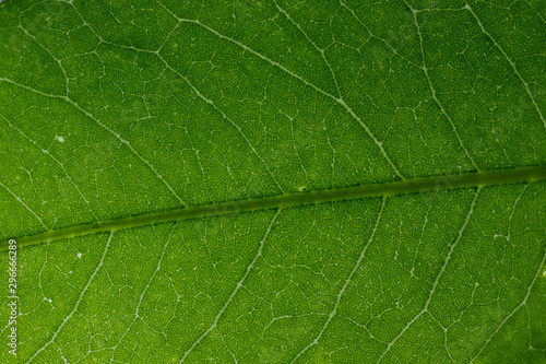 texture of java plum leaf