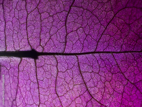 bougainvillea plant leaf pattern