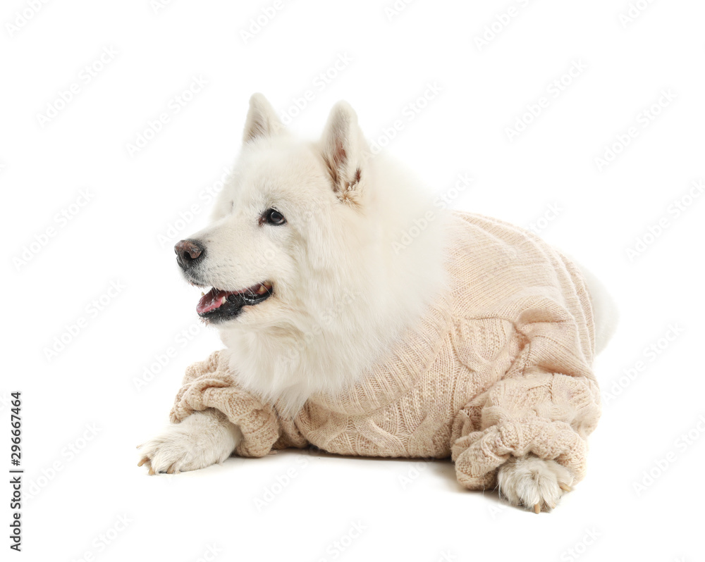 Cute Samoyed dog in warm sweater on white background Cute Samoyed dog in warm sweater on white background