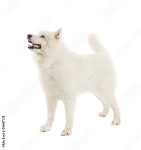 Cute Samoyed dog on white background