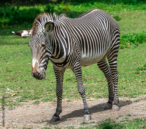 Iconic Stripes on a Grevy s Zebra Grazing in a Field