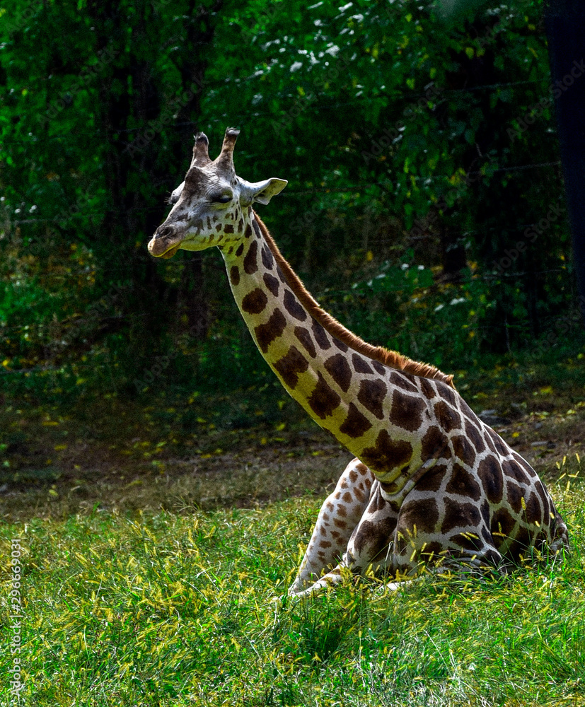 Obraz premium Giraffe Sitting in a Field