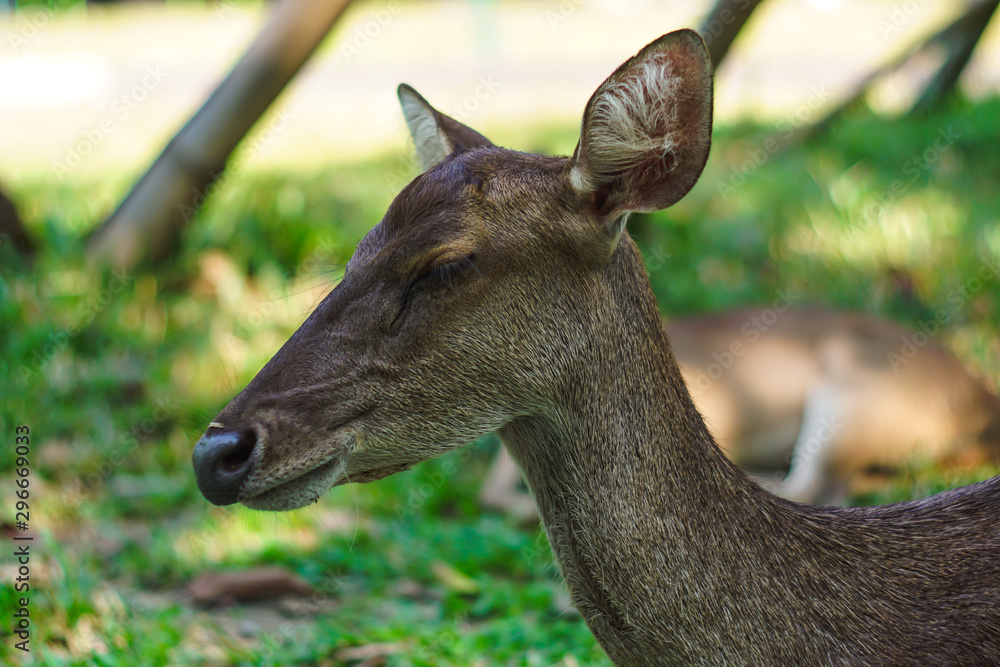 Fototapeta premium Deer are sleeping on the garden area