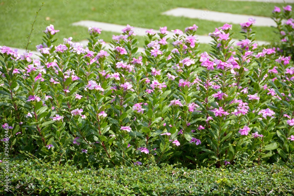 pink Catharanthus roseus flower in nature garden pink Catharanthus roseus flower in nature garden