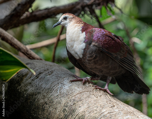 Purple, White, and Orange Plumage on a White Throat Ground Dove in a Tree