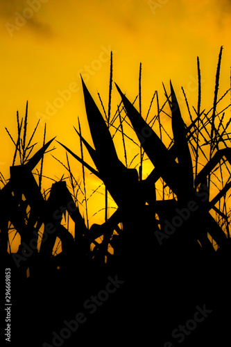 abstract silhouettes of corn stalks