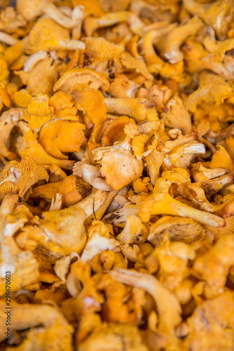Yellow chanterelle mushrooms. Fresh organic mushrooms. Fungi background texture.