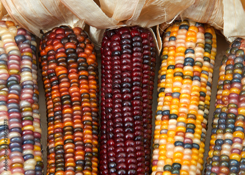 Fotografie, Tablou different colors of vibrant ears of Indian Corn with husks pulled back