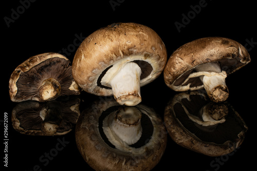 Group of three whole fresh brown mushroom champignon isolated on black glass