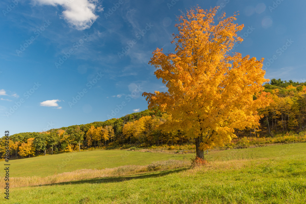 Single tree in bursting yellow foliage with forest in background in fall color