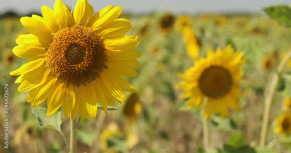 Young sunflowers grow on huge rural field, mid-summer, sunflower flower is still small, growth continues, plant is gaining strength, summer heat, agriculture, natural product without fertilizers Young sunflowers grow on huge rural field, mid-summer, sunflower flower is still small, growth continues, plant is gaining strength, summer heat, agriculture, natural product without fertilizers