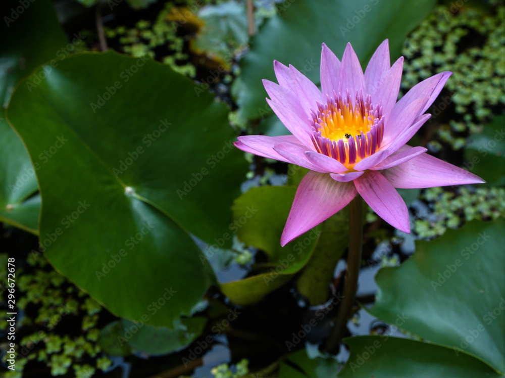 Pink lotus flower in the garden Pink lotus flower in the garden