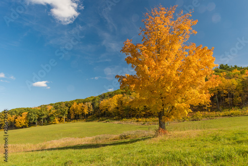 Fototapeta Naklejka Na Ścianę i Meble -  Single tree in bursting yellow foliage with forest in background in fall color