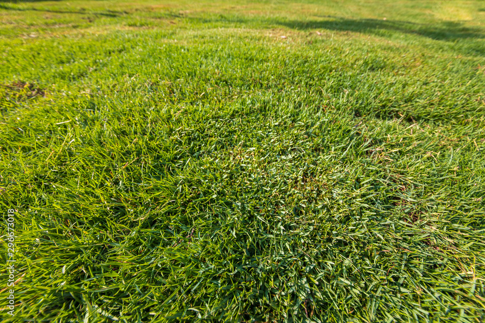 Closeup view on the trimmed green grass background Closeup view on the trimmed green grass background