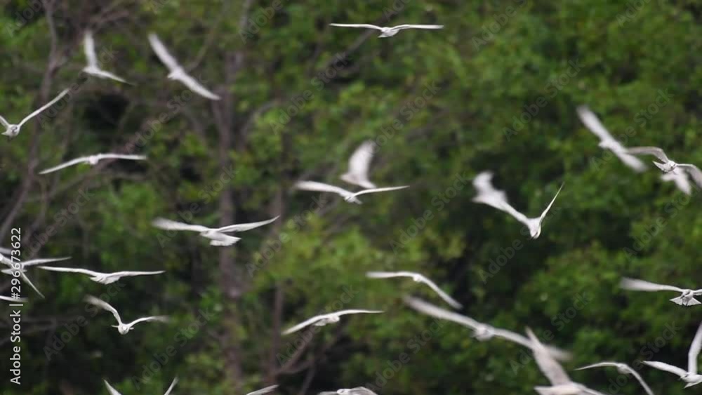 Terns are seabirds that can be found all throughout the world at sea, rivers, and other wider bodies of water; their arrival in Thailand is much awaited as communities come to see them. Terns are seabirds that can be found all throughout the world at sea, rivers, and other wider bodies of water; their arrival in Thailand is much awaited as communities come to see them.
