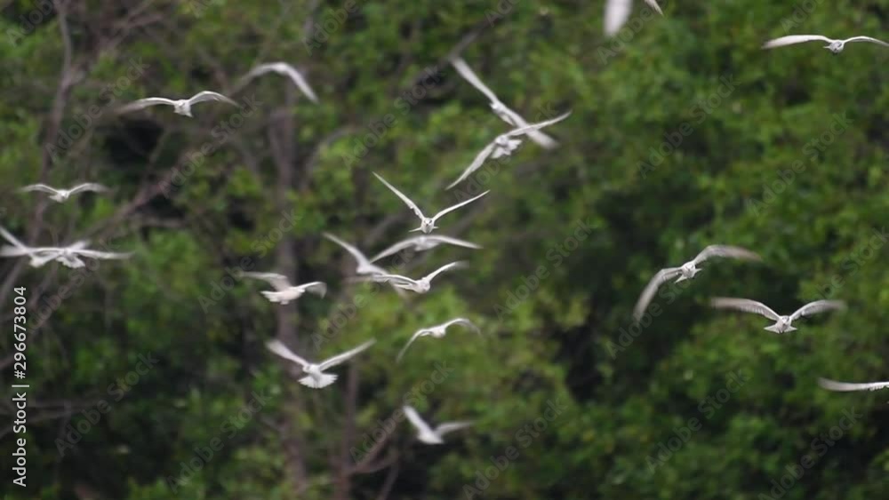 Terns are seabirds that can be found all throughout the world at sea, rivers, and other wider bodies of water; their arrival in Thailand is much awaited as communities come to see them. Terns are seabirds that can be found all throughout the world at sea, rivers, and other wider bodies of water; their arrival in Thailand is much awaited as communities come to see them.