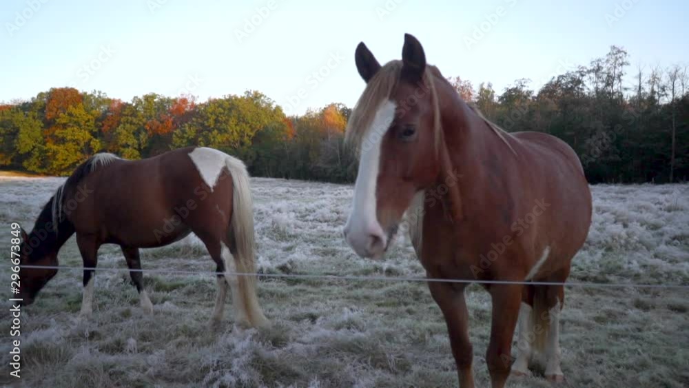 a curious horse is checking into the camera and more horses comes close to have a look and play. a curious horse is checking into the camera and more horses comes close to have a look and play.