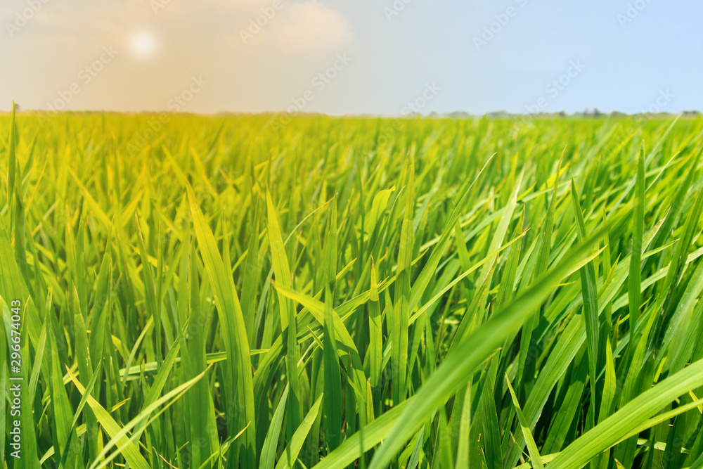 Obraz premium Close up green paddy rice field grass with blue sky landscape background. feel relax and calm Concept. Copyspace and background.