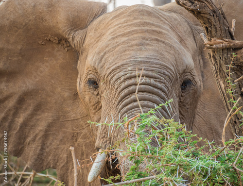 African elephant foraging on a thorn bush in the Kruger National Park in South Africa image up close in horizontal format photo