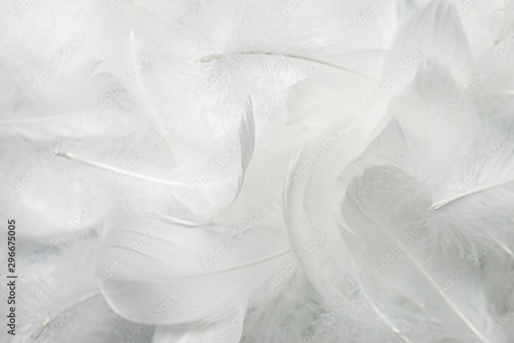 Soft white feather background