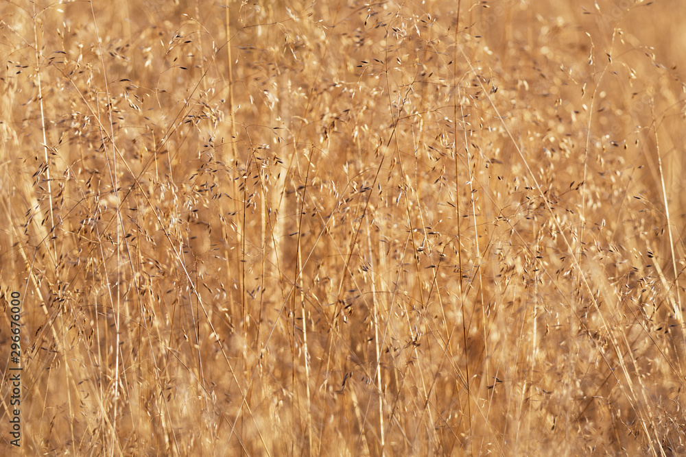 Obraz premium trockenes Gras funkelt im Gegenlicht