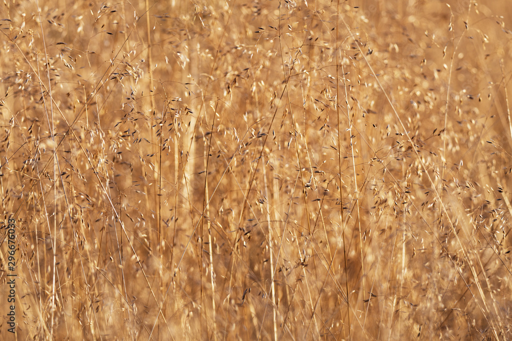 Obraz premium trockenes Gras funkelt im Gegenlicht