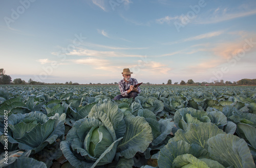 Canvas Print Farmer with notebook in cabbage field