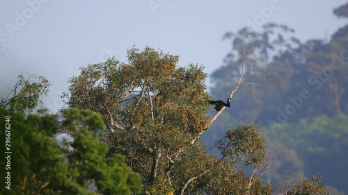 Adult Agile gibbon (Hylobates agilis),or black-handed gibbon, high angle view, climbing on top of the tree in the morning while the sunlight warm and bright in tropical rainforest, south of Thailand. photo