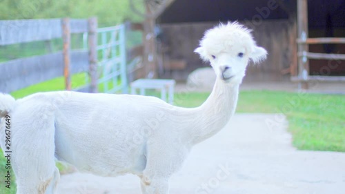 4K slow motion shot of a white alpaca looking couriously into the camera and cleaning itself afterwards, with a barn in the blurred background. Soft light at dusk and shallow depth of field photo