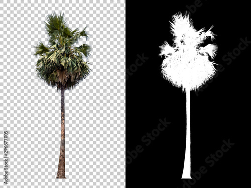 Isolated coconut palm tree on white background with high quality mask alpha channel and clipping path. Suitable for natural articles both on fine print and web page.