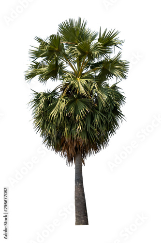 Isolated coconut palm tree on white background with high quality mask alpha channel and clipping path. Suitable for natural articles both on fine print and web page.