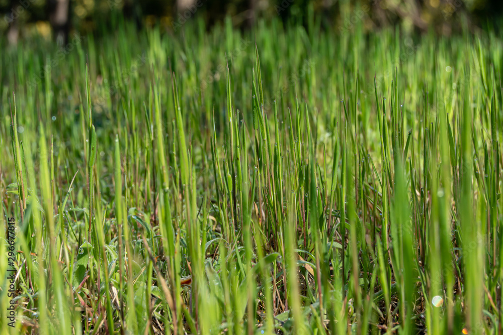 Fresh spring green grass panorama isolated on natural background Fresh spring green grass panorama isolated on natural background