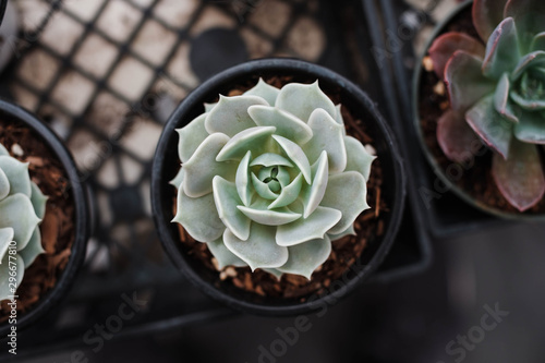 Echeveria succulant