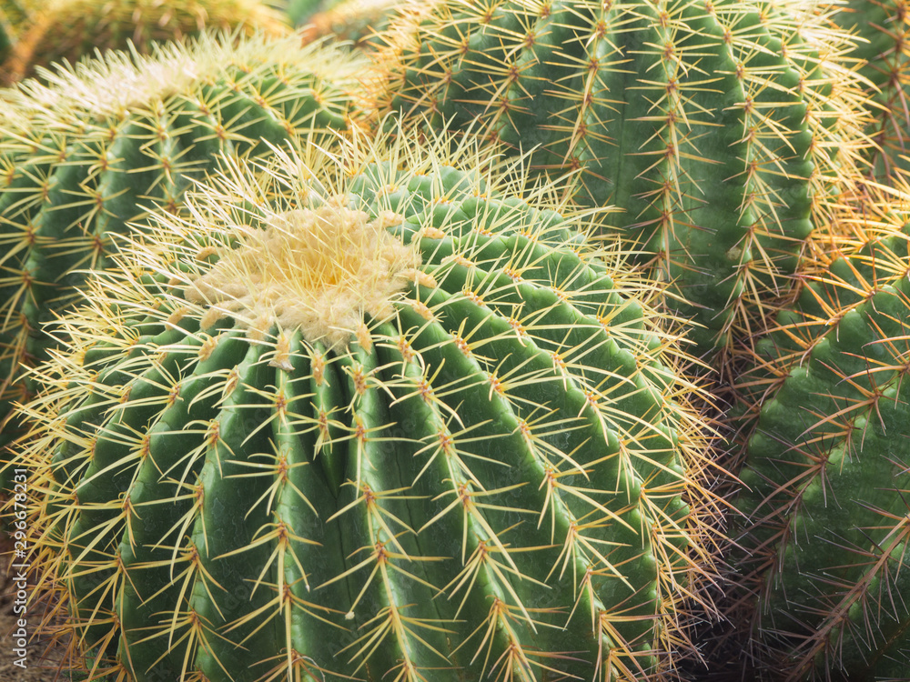 Green cactus with yellow thorn in cultivation bowl background Green cactus with yellow thorn in cultivation bowl background